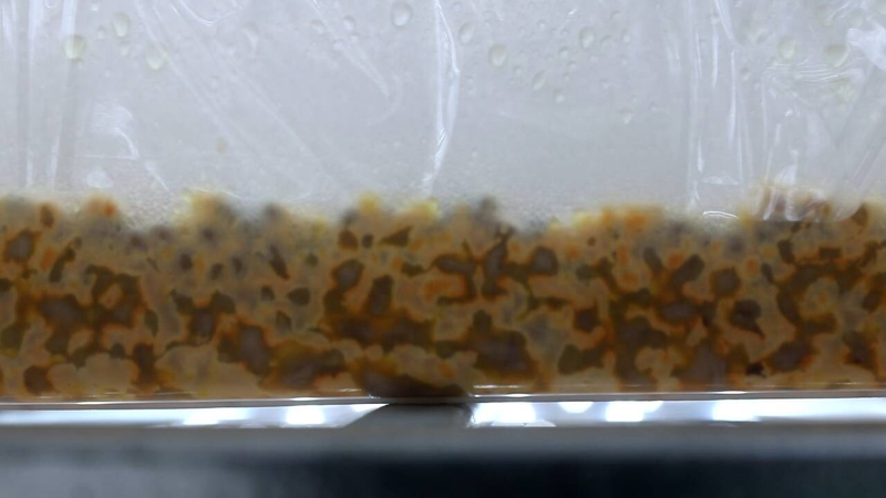 山东乡村振兴特色农业项目_北虫草种植技术_广饶县北冬虫草工厂化生产