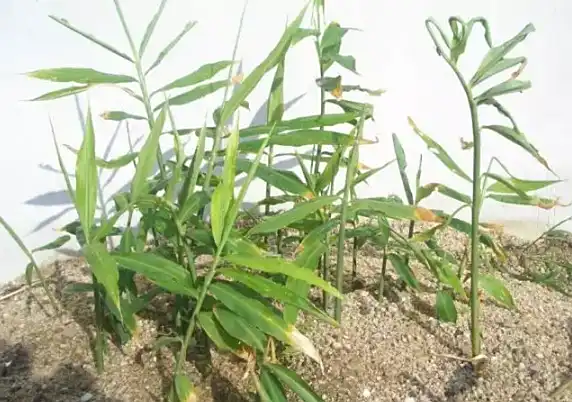 老虎姜种植技术_生姜播种时间_生姜种植条件