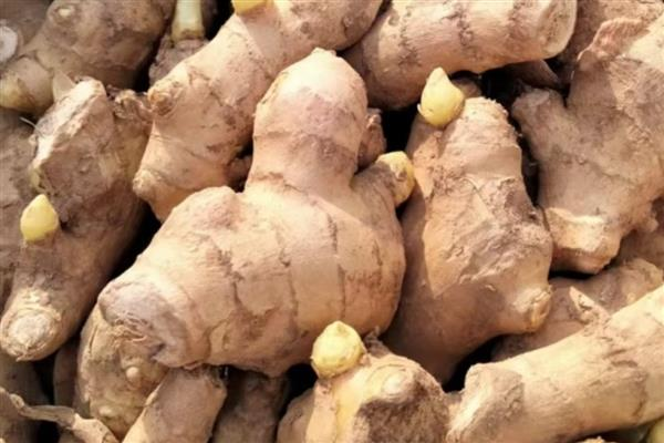 生姜的种植方法，南方地区通常3-4月份种植