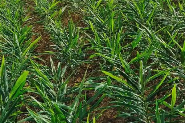 生姜的种植方法，南方地区通常3-4月份种植