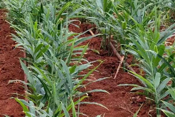 生姜的种植方法，南方地区通常3-4月份种植