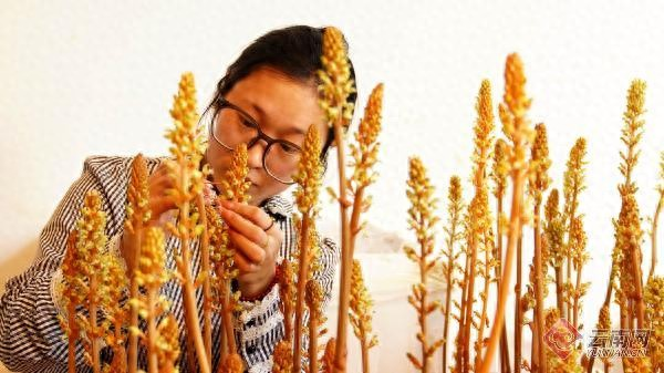 天麻人工种植技术_昭通小草坝天麻种植_彝良天麻良种培育