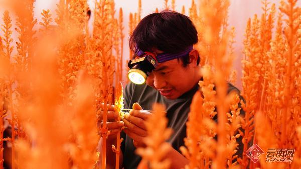 昭通小草坝天麻种植_彝良天麻良种培育_天麻人工种植技术