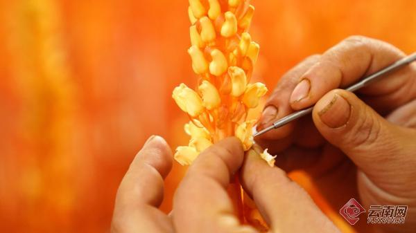 彝良天麻良种培育_昭通小草坝天麻种植_天麻人工种植技术