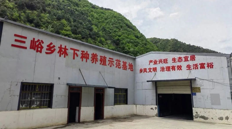 天麻人工种植技术_仿野生天麻种植技术_林下天麻种植