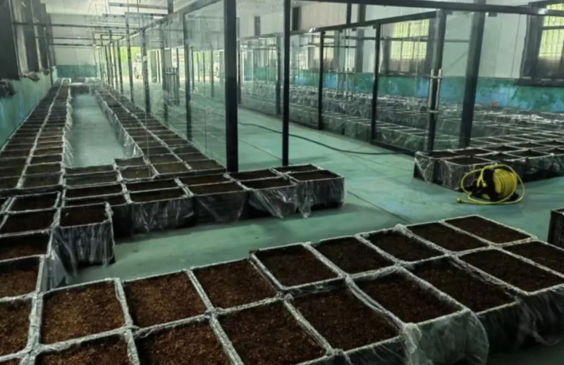 林下天麻种植_天麻人工种植技术_仿野生天麻种植技术