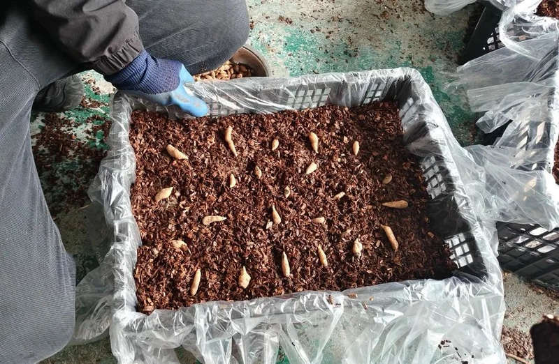 天麻人工种植技术_仿野生天麻种植技术_林下天麻种植