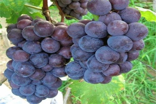 大棚巨峰葡萄种植技术_巨峰葡萄科学种植管理_巨峰葡萄提质增效栽培技术