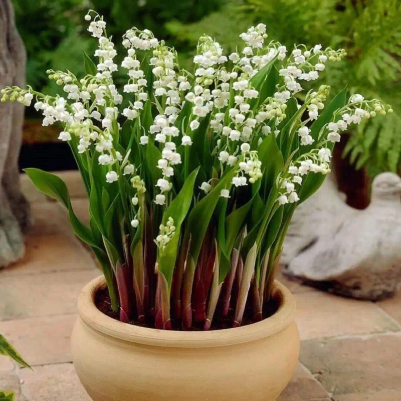 小苍兰种球种植方法_优质铃兰种球选择_铃兰种植方法