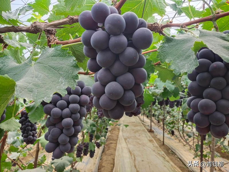 河西走廊日光温室巨峰葡萄双季高效栽培技术_巨峰葡萄一年两收日光温室栽培技术_大棚巨峰葡萄种植技术
