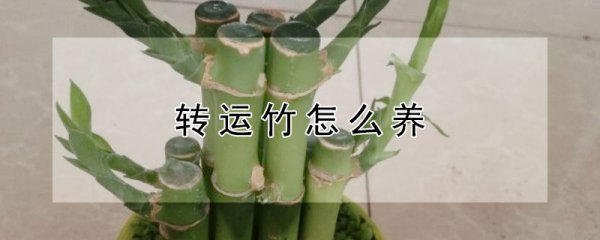 转运竹的养殖方法