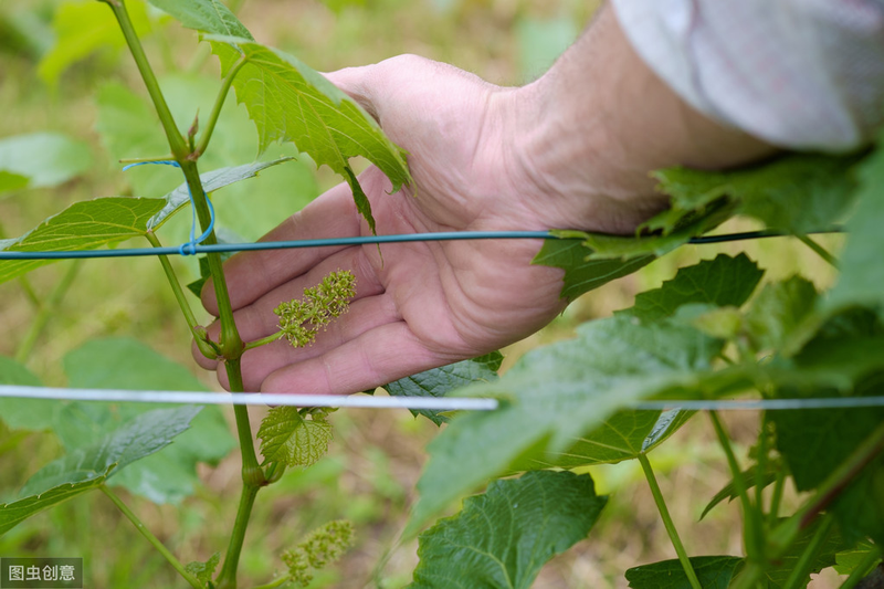 巨峰葡萄栽培技术_大棚巨峰葡萄种植技术_巨峰葡萄品种介绍
