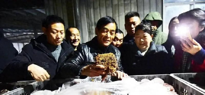 室内天麻种植技术_基质天麻室内种植_天麻人工种植技术