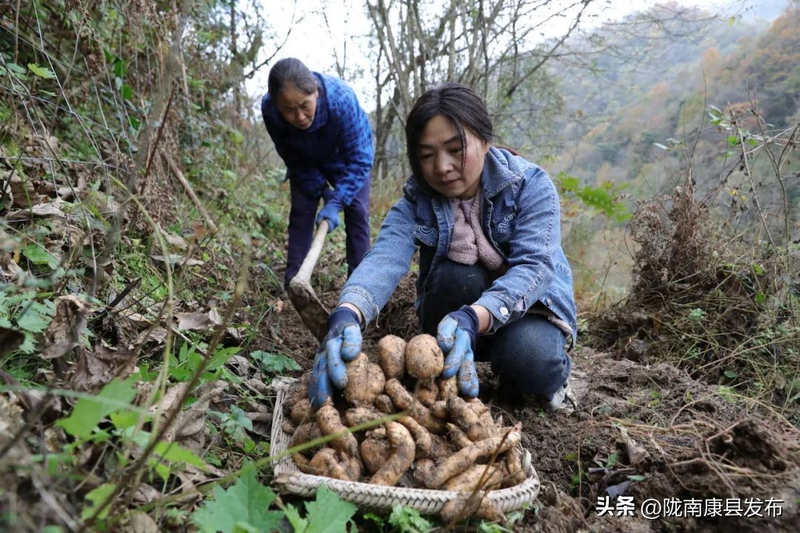 天麻人工种植技术_人工种植天麻技术方法_人工种植天麻技术视频