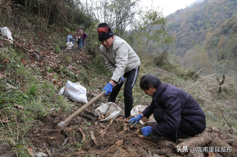 天麻人工种植技术_人工种植天麻技术方法_人工种植天麻技术视频