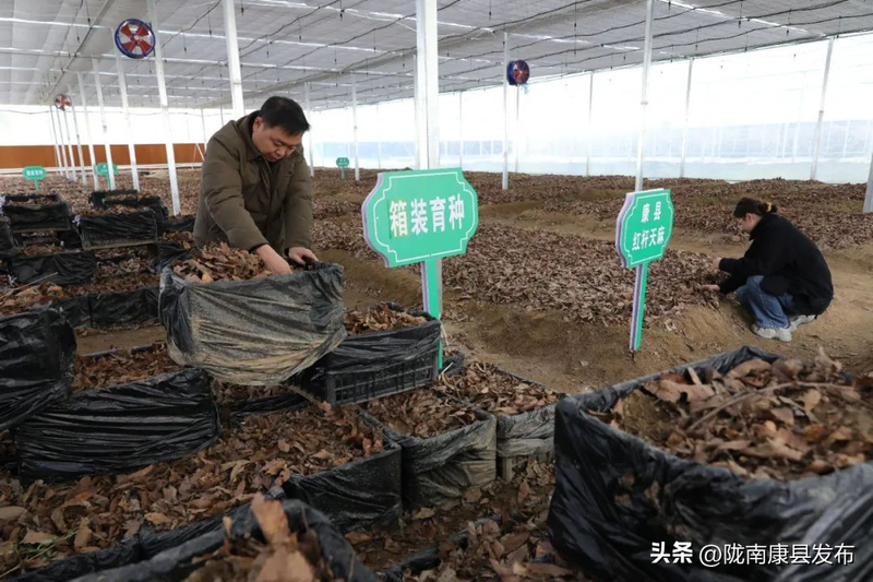 人工种植天麻技术方法_天麻人工种植技术_人工种植天麻技术视频