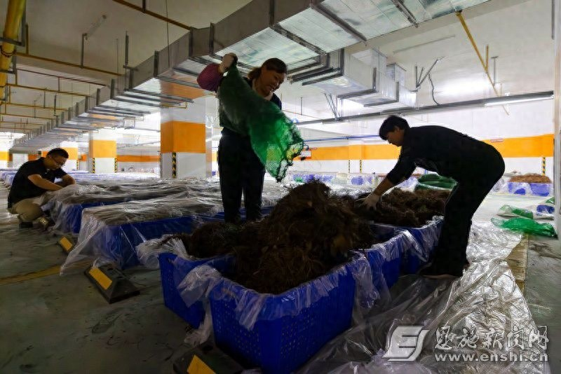 天麻人工种植技术_天麻室内栽培技术_地下天麻种植实验