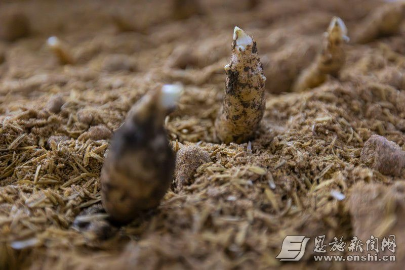 天麻人工种植技术_地下天麻种植实验_天麻室内栽培技术
