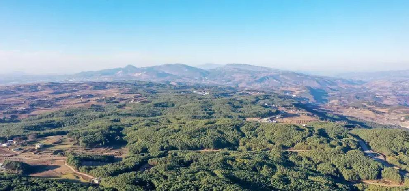 威宁天麻仿野生种植_天麻人工种植技术_沙子坡林场天麻基地