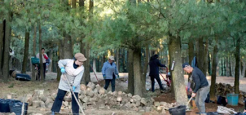 沙子坡林场天麻基地_天麻人工种植技术_威宁天麻仿野生种植