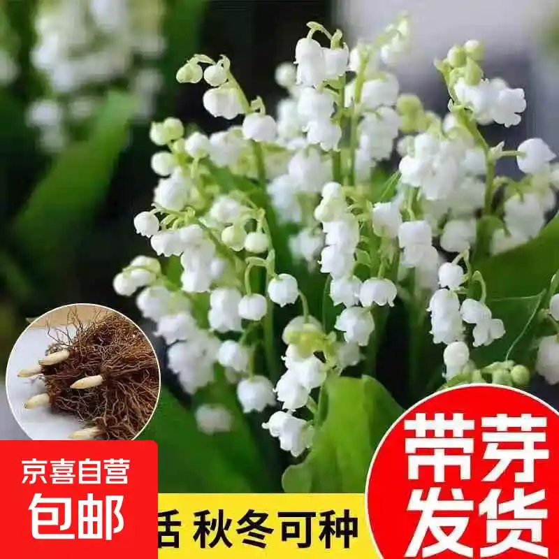 小苍兰种球种植方法_优质铃兰种球选择_铃兰花苗种植方法