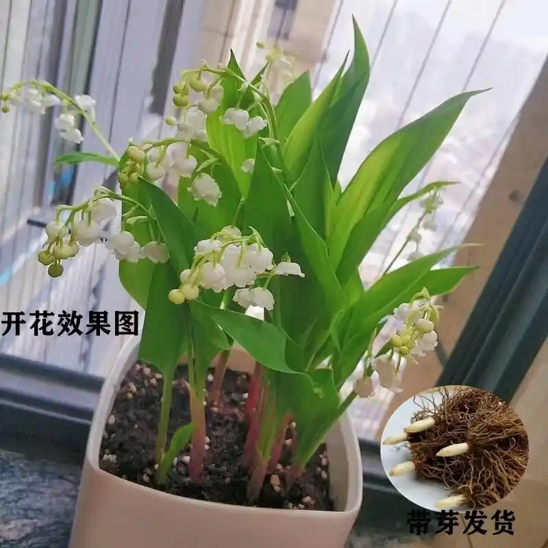 优质铃兰种球选择_铃兰花苗种植方法_小苍兰种球种植方法