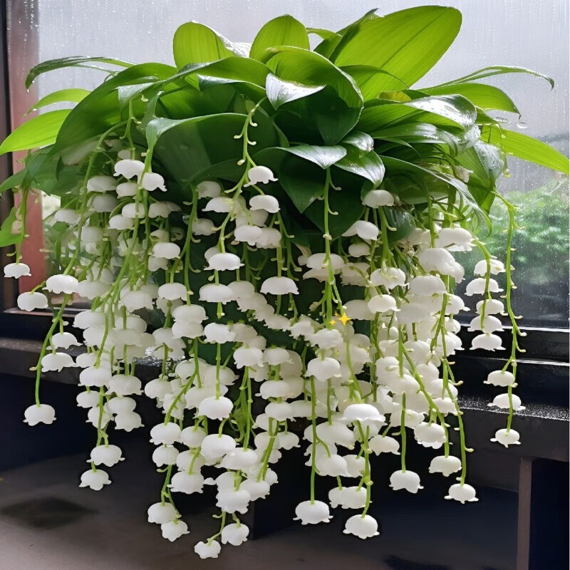 优质铃兰种球选择_小苍兰种球种植方法_铃兰花苗种植方法