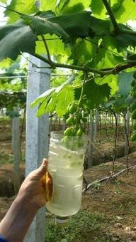 巨峰葡萄膨大处理药剂选择_巨峰葡萄膨大处理时间方法_大棚巨峰葡萄种植技术