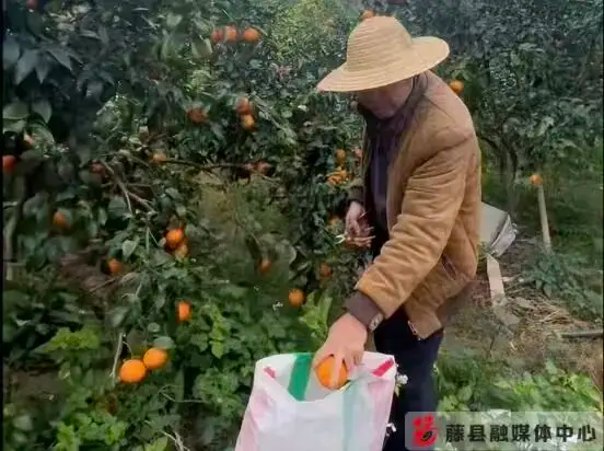 新庆镇同敏村沃柑种植_藤县特色农业产业发展_沙糖桔种植技术