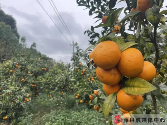沙糖桔种植技术_藤县特色农业产业发展_新庆镇同敏村沃柑种植