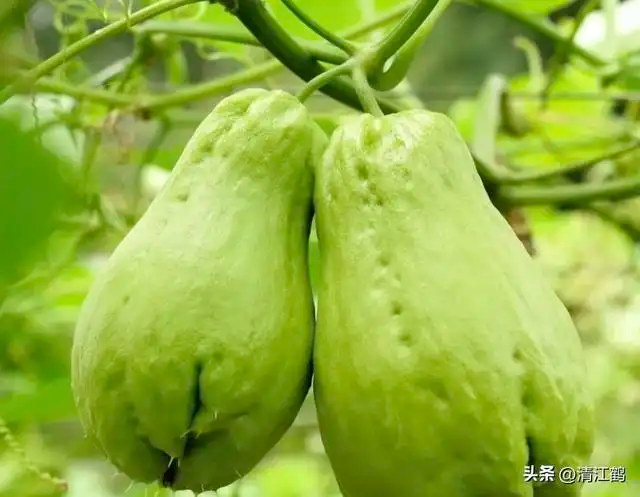 佛手瓜整瓜播种育苗技术_佛手瓜种植方法_佛手瓜的种植技术视频