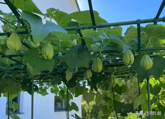 佛手瓜整瓜播种育苗技术_佛手瓜的种植技术视频_佛手瓜种植方法