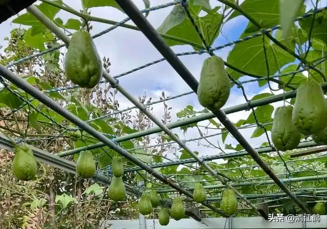 佛手瓜种植方法_佛手瓜整瓜播种育苗技术_佛手瓜的种植技术视频