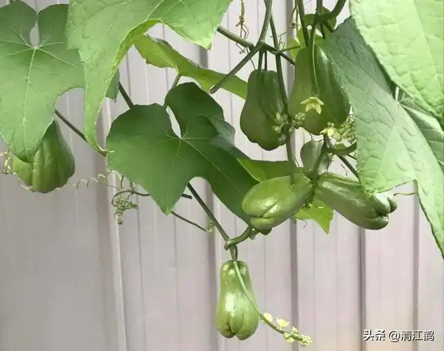 佛手瓜种植方法_佛手瓜整瓜播种育苗技术_佛手瓜的种植技术视频