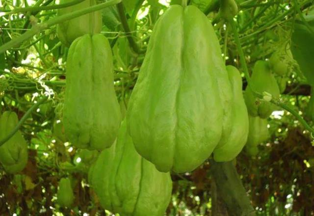 佛手瓜功效作用_佛手瓜种植技术_佛手瓜的种植技术视频