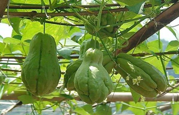 佛手瓜种植技术_佛手瓜的种植技术视频_佛手瓜功效作用