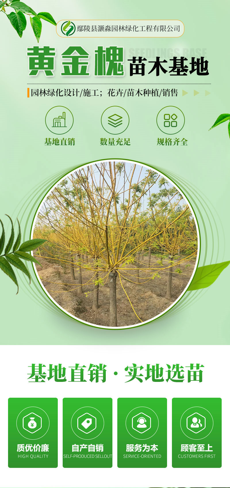 12-14-15-16-18-20-22公分高杆金枝槐 绿化苗圃黄金槐 矮杆金枝国槐