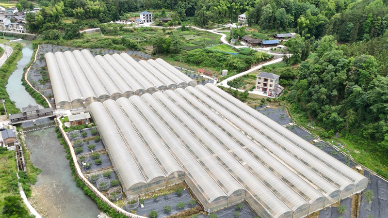 来凤县大棚杨梅_大棚可以种植什么水果_湖北杨梅之乡三胡乡