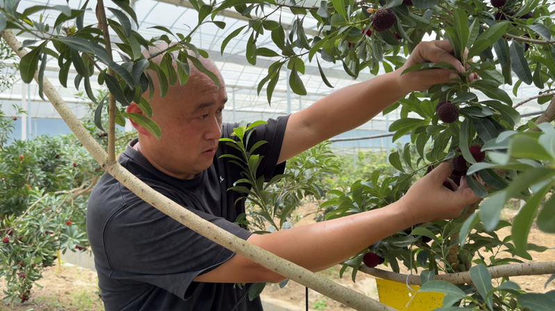 大棚可以种植什么水果_来凤县大棚杨梅_湖北杨梅之乡三胡乡