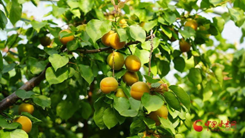 静宁县温室大棚杏子采摘_大棚可以种植什么水果_反季节规模化种植技术杏子