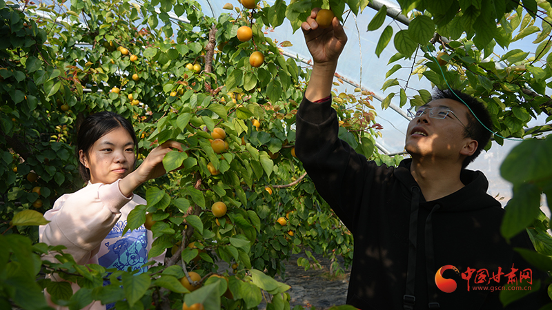 反季节规模化种植技术杏子_静宁县温室大棚杏子采摘_大棚可以种植什么水果