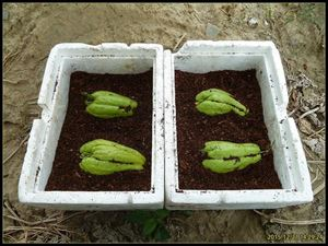 龙须菜佛手瓜栽培方法_佛手瓜的种植技术视频_龙须菜佛手瓜采收时间