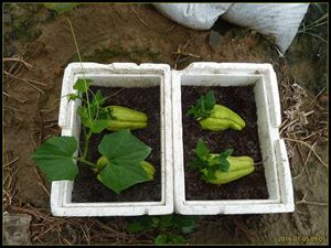 佛手瓜的种植技术视频_龙须菜佛手瓜采收时间_龙须菜佛手瓜栽培方法