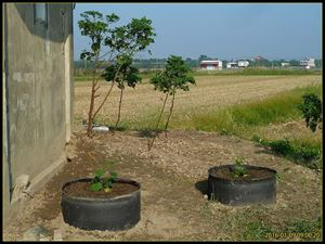 龙须菜佛手瓜采收时间_佛手瓜的种植技术视频_龙须菜佛手瓜栽培方法