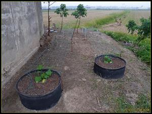 佛手瓜的种植技术视频_龙须菜佛手瓜栽培方法_龙须菜佛手瓜采收时间