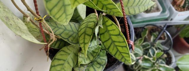 北方西瓜种植技术_淡味西瓜球兰 散射光 疏松土