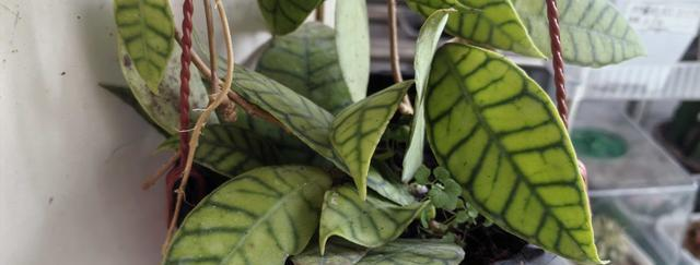 淡味西瓜球兰 散射光 疏松土_北方西瓜种植技术