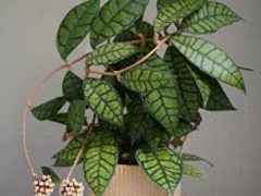 淡味西瓜球兰养护全攻略?从新手到高手的进阶指南