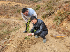 安徽旌德:春耕生产“黄金期” 种植油茶“添新绿”