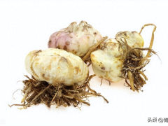 如何处理切花百合种球以及复壮栽培的关键技术?